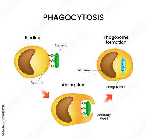 Phagocytosis Process Cellular Engulfment of Bacteria