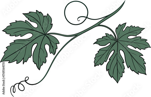 bitter gourd vector art