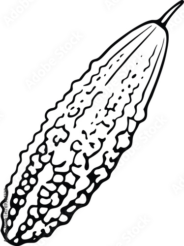 bitter gourd vector art