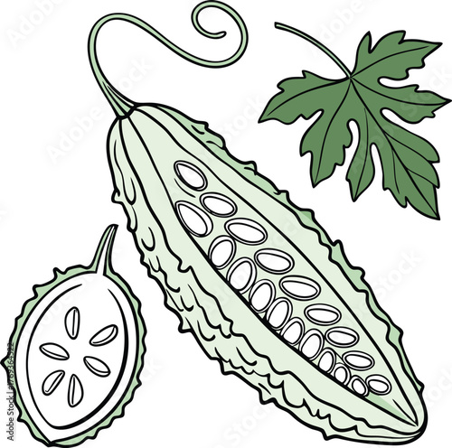 bitter gourd vector art
