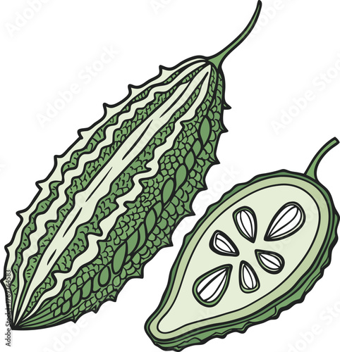 bitter gourd vector art