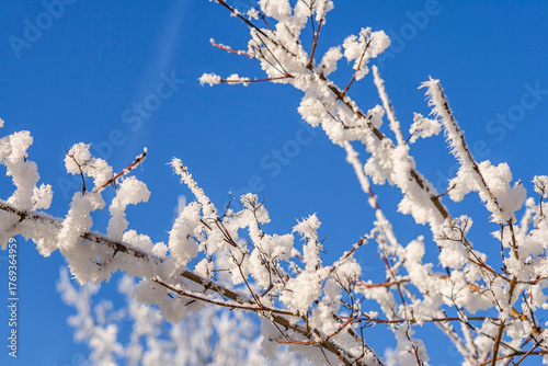 Snowcovered trees and branches