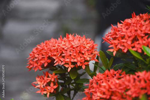 red flower and other name Ixora flower Spike flowers in garden