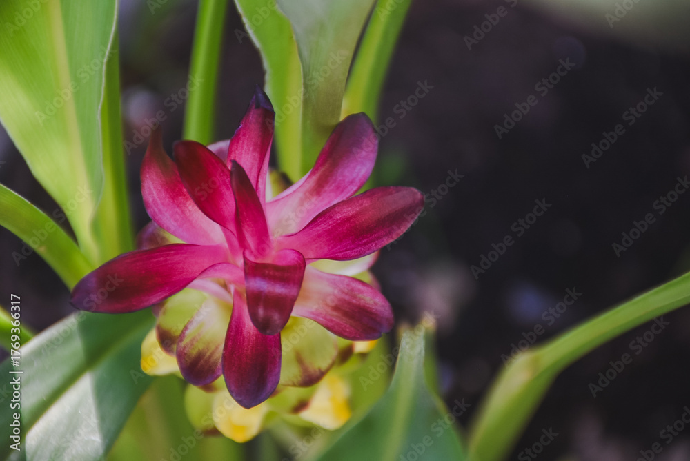 Fototapeta premium Vibrant pink and yellow curcuma flower nestled among green leaves.