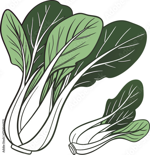 bok choy vector art 