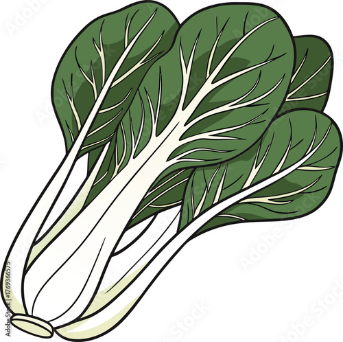 bok choy vector art 