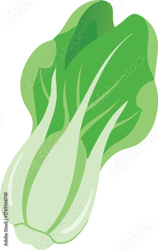 bok choy vector art 