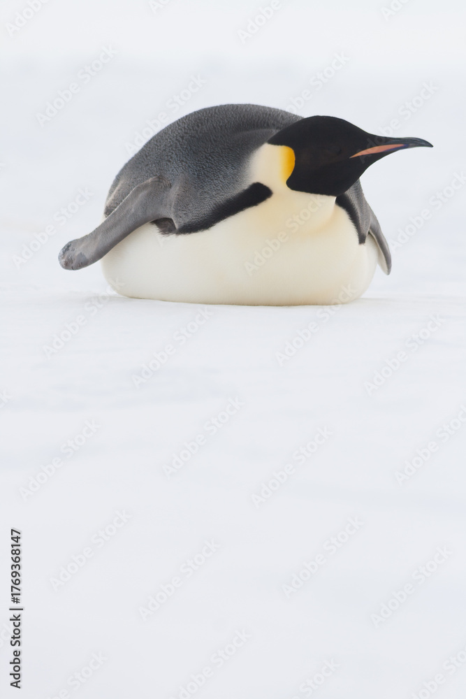 Naklejka premium Emperor penguin sliding on its belly