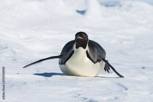 Emperor penguin sliding on its belly