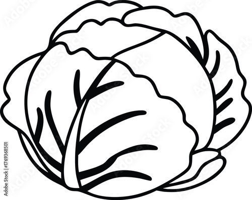 cabbage vector art with white background
