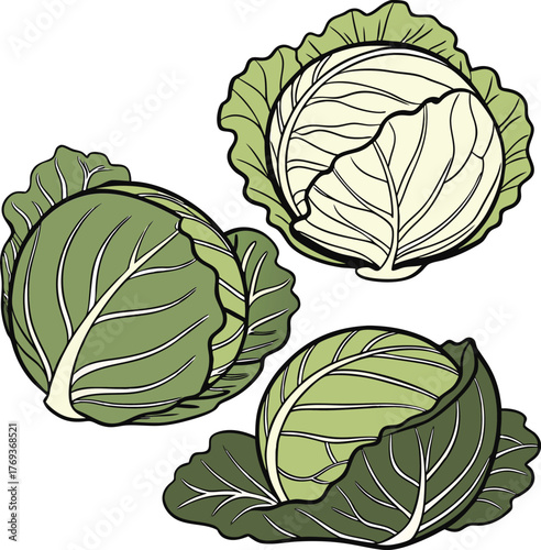 cabbage vector art with white background