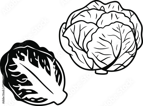 cabbage vector art with white background