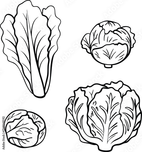 cabbage vector art with white background
