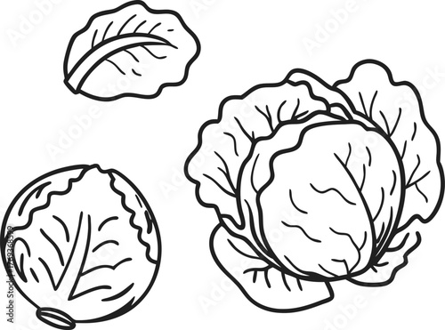 cabbage vector art with white background