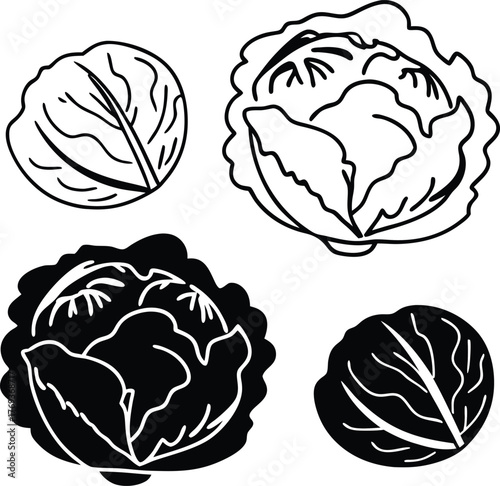 cabbage vector art with white background