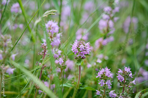 Canvas Print Wild Thymus serpyllum