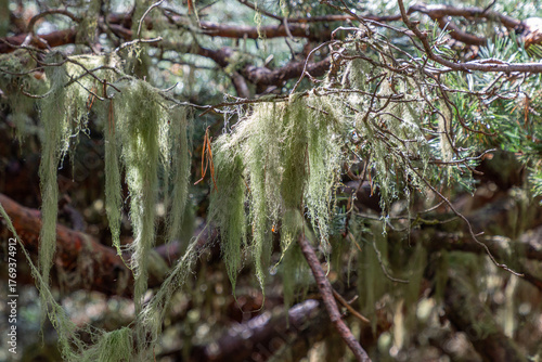 Old man's beard hanging from a tree branch illuminated by sunlight
