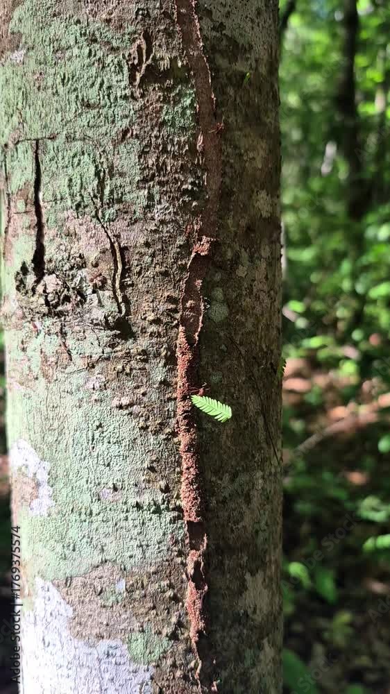 Um trieiro de formigas caminhando em um tronco de árvore com musgo.