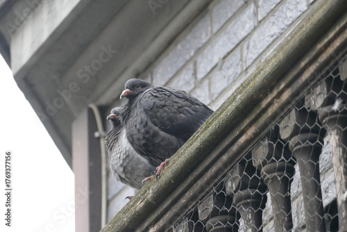 Zwei Tauben auf einem Balkon in der Stadt