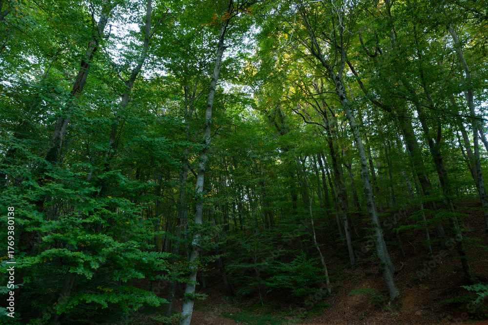 Obraz premium Lush forest view. Carbon net zero concept background photo
