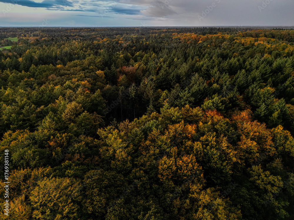 Obraz premium Aerial view of an autumn forest with colorful treetops and a wide horizon, autumn forest in the rain near 27798 Hude, Lower Saxony, Germany