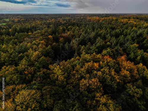 Aerial view of an autumn forest with colorful treetops and a wide horizon, autumn forest in the rain near 27798 Hude, Lower Saxony, Germany
