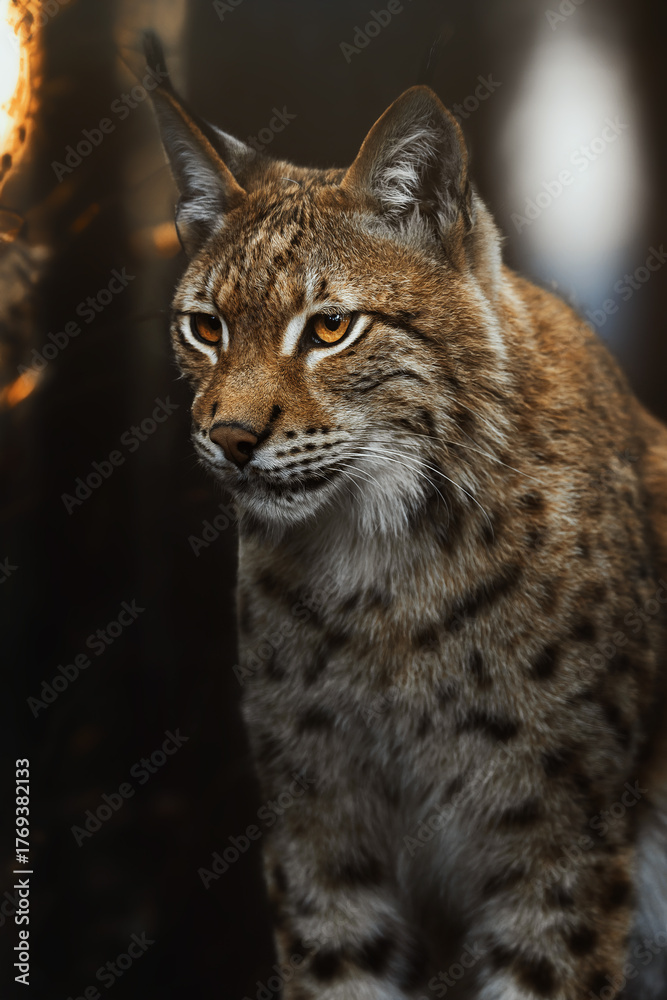 Obraz premium European lynx (Lynx lynx) portrait in the forest