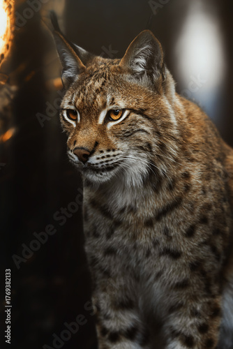 European lynx (Lynx lynx) portrait in the forest