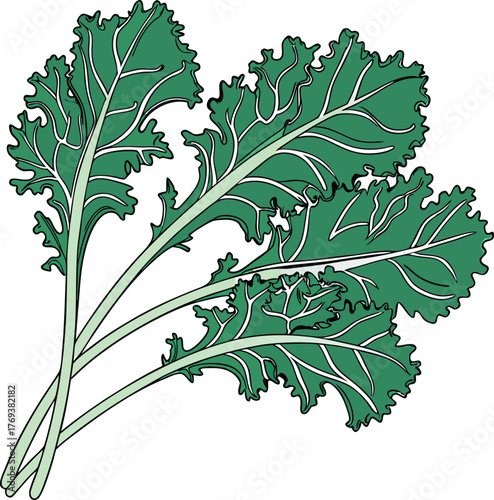 kale vector art