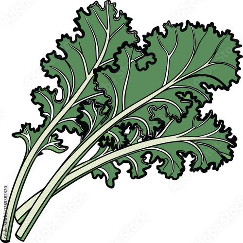kale vector art