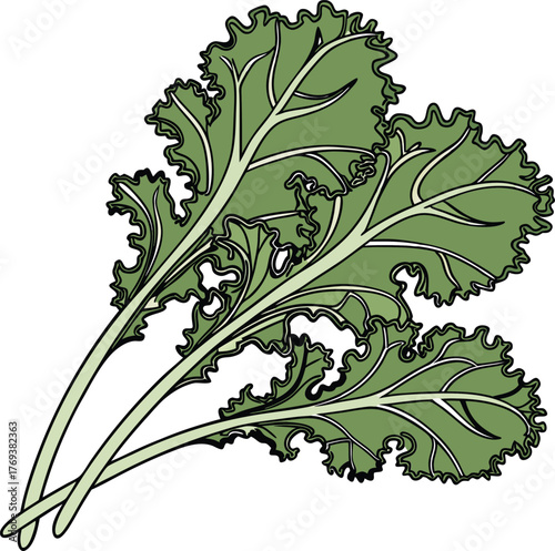 kale vector art
