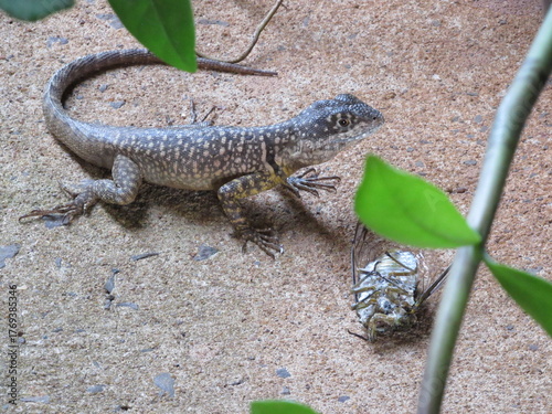 Lizard feeding on a cicada.