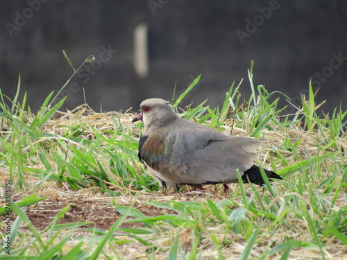 The Southern Lapwing (Quero Quero) hides its chicks underneath it when it senses a threat.