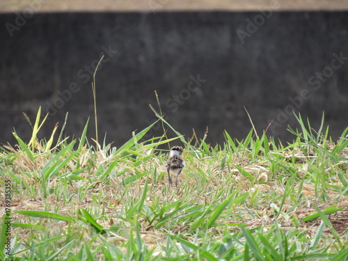 Newborn chicks already exploring around the nest.