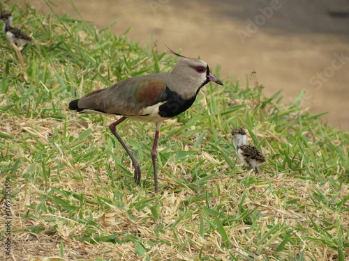 Southern Lapwing with newborn chicks already exploring around the nest.
