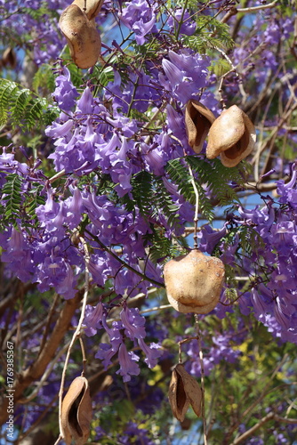 Purple Ipê tree in bloom in spring.