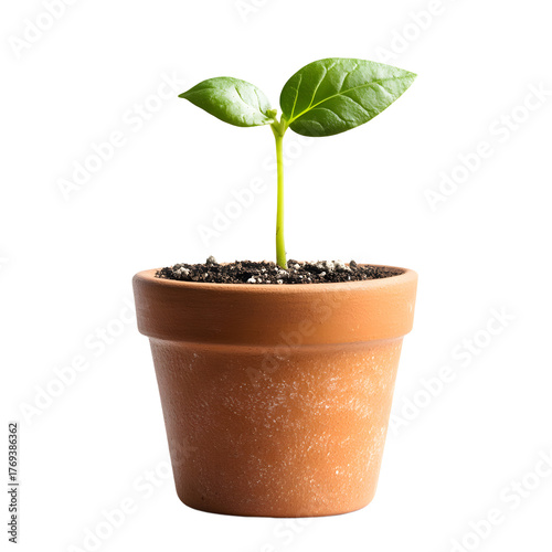 Elegant Ceramic Pot with Small Plant Sprout on White Background