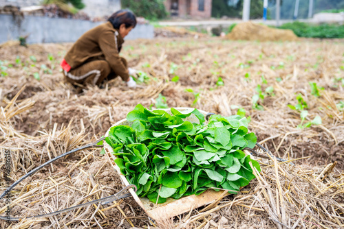 A frame of rapeseed seedlings on the soil of the farmland