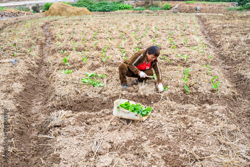 A farmer planting rapeseed in the field