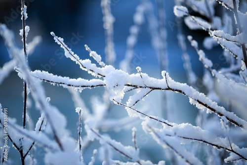 Frost and snow on the plants in the autumn
