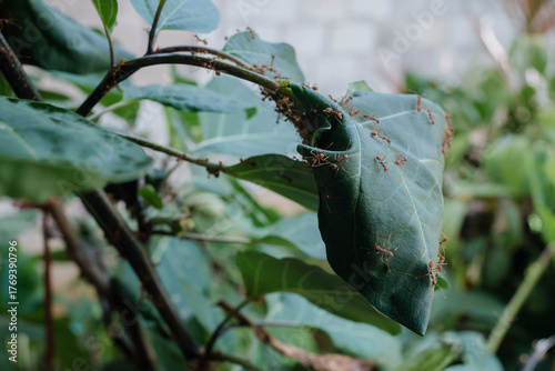Red ants build nests by wrapping leaves together and using sticky fibers from ant larvae to connect the leaves together into a circular nest.