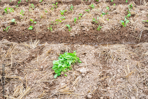 Rapeseed seedlings planted in farmland