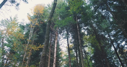 Forest tree canopies swaying on a windy autumn day. Wide angle, looking up shot, cloudy day, real time footage, no people