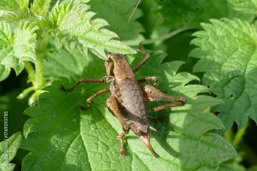 Nahaufnahme einer Strauchschrecke auf einem Blatt