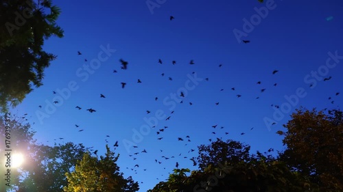 A large group or a murder of crows or ravens flying above trees set against clear autumn late evening sky. Wide angle view, real time, no people