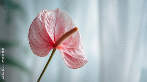 Pink flower in soft light by window