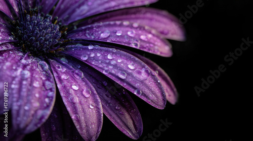 Vibrant purple flower with dew drops