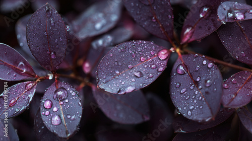 Raindrops on purple leaves