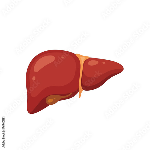 Human Liver Cartoon Illustration, Digestive Organ Anatomy