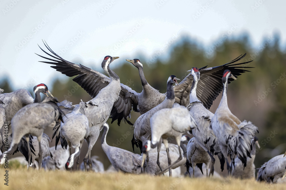 Fototapeta premium Kraniche (Grus grus)